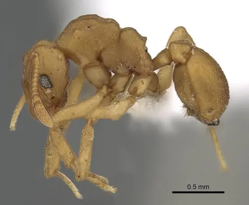 Cyphomyrmex flavidus specimen CASENT0922121 image casent0922121_3