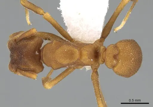 Cyphomyrmex flavidus specimen CASENT0922122 image casent0922122_1