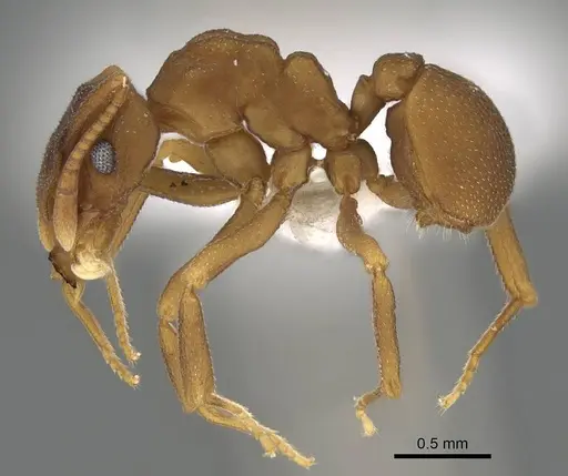 Cyphomyrmex flavidus specimen CASENT0922122 image casent0922122_3