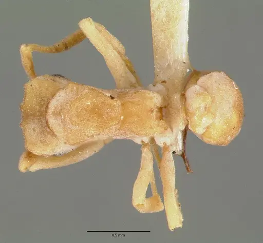 Cyphomyrmex flavidus specimen CASTYPE00657 image castype00657_1
