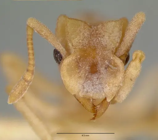 Cyphomyrmex flavidus specimen CASTYPE00657 image castype00657_2