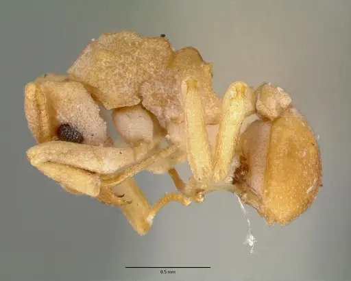Cyphomyrmex flavidus specimen CASTYPE00657 image castype00657_3