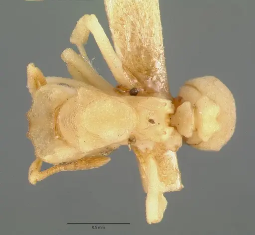 Cyphomyrmex flavidus specimen CASTYPE00658 image castype00658_1