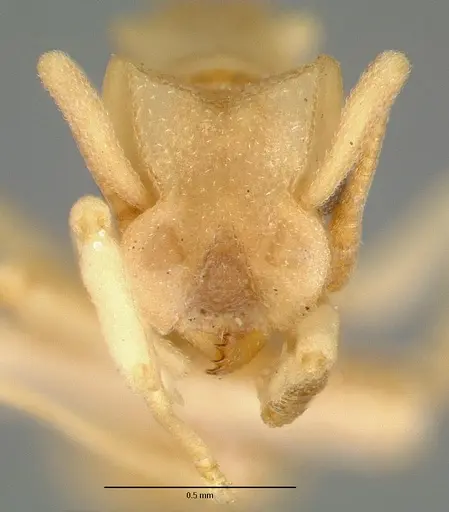 Cyphomyrmex flavidus specimen CASTYPE00658 image castype00658_2