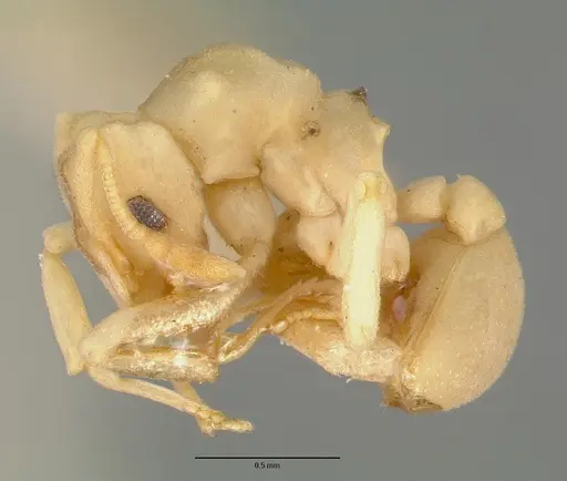 Cyphomyrmex flavidus specimen CASTYPE00658 image castype00658_3