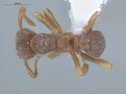 Cyphomyrmex flavidus specimen ECOFOG-LA15-0050-05 image ecofog-la15-0050-05_1