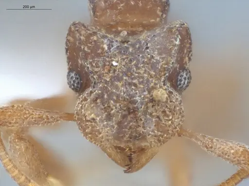 Cyphomyrmex flavidus specimen ECOFOG-LA15-0050-05 image ecofog-la15-0050-05_2