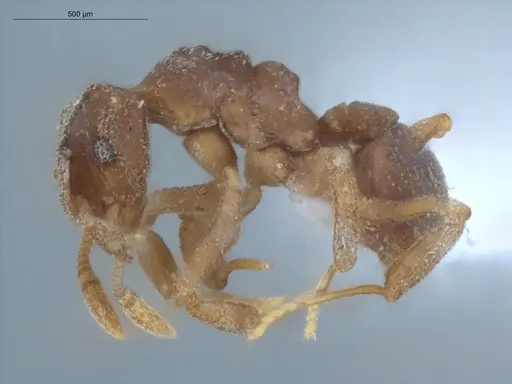 Cyphomyrmex flavidus specimen ECOFOG-LA15-0050-05 image ecofog-la15-0050-05_3