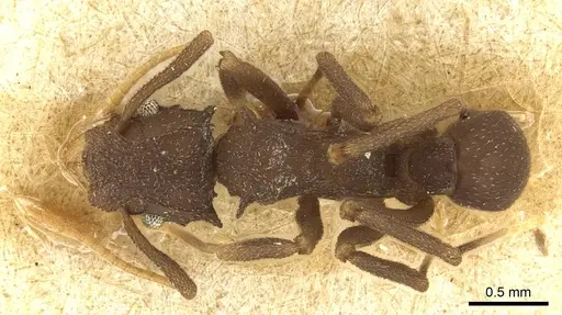Cyphomyrmex foxi specimen CASENT0915361 image casent0915361_1