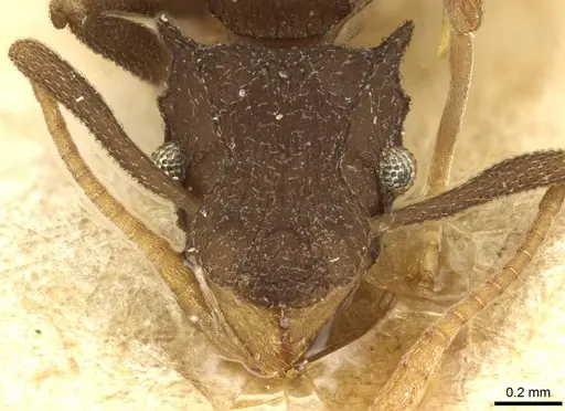 Cyphomyrmex foxi specimen CASENT0915361 image casent0915361_2