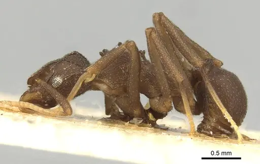 Cyphomyrmex foxi specimen CASENT0915361 image casent0915361_3