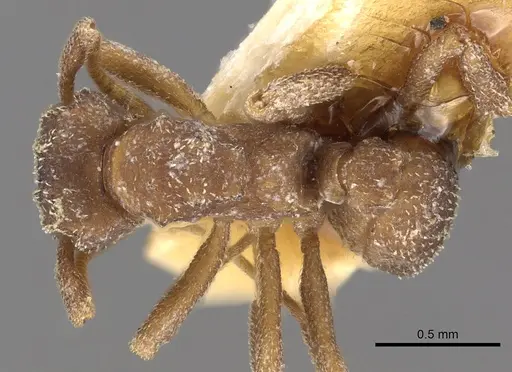 Cyphomyrmex hamulatus specimen CASENT0901673 image casent0901673_1