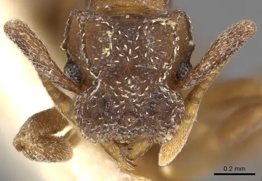 Cyphomyrmex hamulatus specimen CASENT0901673 image casent0901673_2