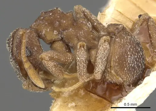 Cyphomyrmex hamulatus specimen CASENT0901673 image casent0901673_3