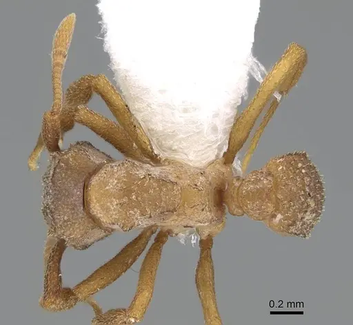 Cyphomyrmex hamulatus specimen CASENT0922127 image casent0922127_1