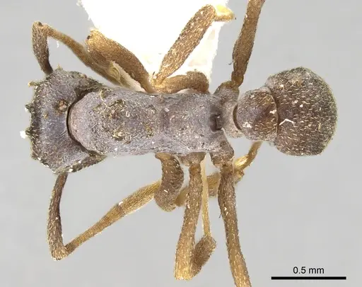 Cyphomyrmex kirbyi specimen CASENT0281767 image casent0281767_1