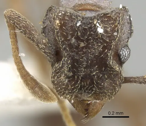 Cyphomyrmex kirbyi specimen CASENT0281767 image casent0281767_2