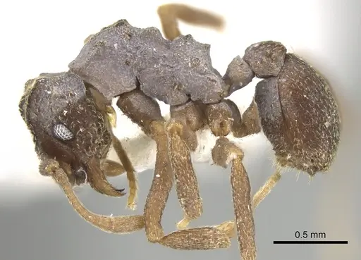 Cyphomyrmex kirbyi specimen CASENT0281767 image casent0281767_3