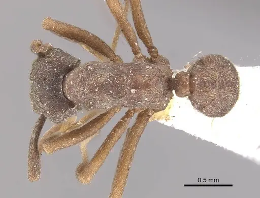 Cyphomyrmex kirbyi specimen CASENT0909374 image casent0909374_1