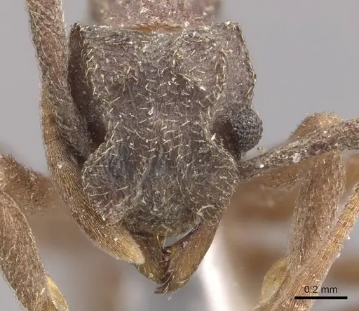 Cyphomyrmex kirbyi specimen CASENT0909374 image casent0909374_2