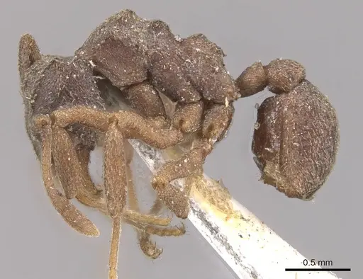Cyphomyrmex kirbyi specimen CASENT0909374 image casent0909374_3