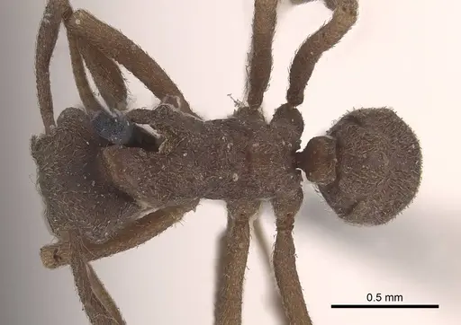 Cyphomyrmex kirbyi specimen CASENT0919612 image casent0919612_1