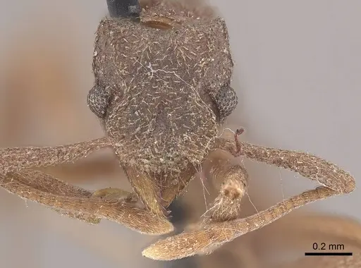 Cyphomyrmex kirbyi specimen CASENT0919612 image casent0919612_2