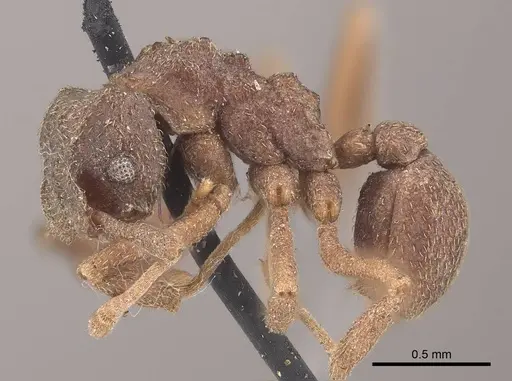 Cyphomyrmex kirbyi specimen CASENT0919612 image casent0919612_3