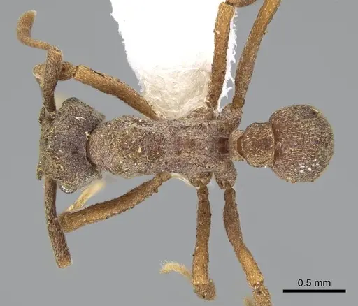 Cyphomyrmex kirbyi specimen CASENT0922123 image casent0922123_1