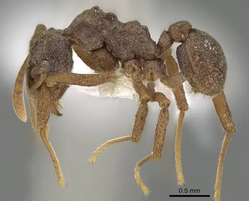 Cyphomyrmex kirbyi specimen CASENT0922123 image casent0922123_3