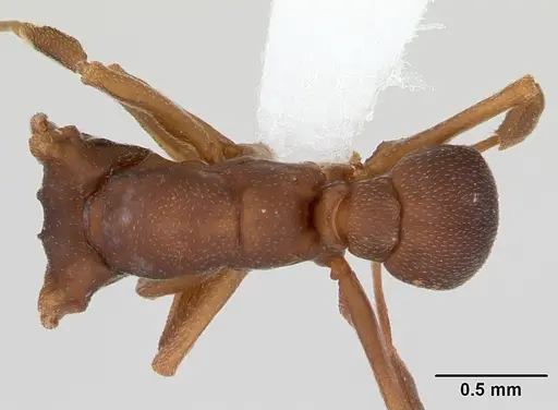 Cyphomyrmex laevigatus specimen CASENT0173956 image casent0173956_1