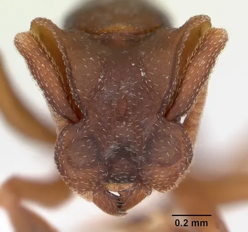 Cyphomyrmex laevigatus specimen CASENT0173956 image casent0173956_2