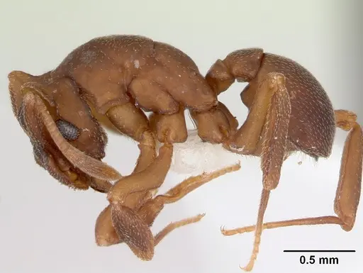 Cyphomyrmex laevigatus specimen CASENT0173956 image casent0173956_3