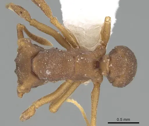 Cyphomyrmex laevigatus specimen CASENT0922125 image casent0922125_1