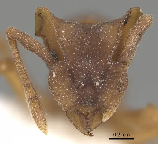 Cyphomyrmex laevigatus specimen CASENT0922125 image casent0922125_2