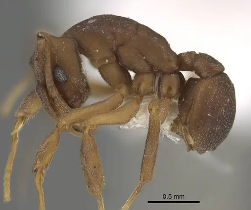 Cyphomyrmex laevigatus specimen CASENT0922125 image casent0922125_3