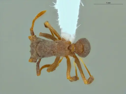 Cyphomyrmex laevigatus specimen ECOFOG-LA15-0192-03 image ecofog-la15-0192-03_1