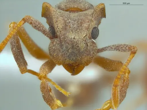 Cyphomyrmex laevigatus specimen ECOFOG-LA15-0192-03 image ecofog-la15-0192-03_2