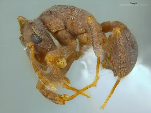 Cyphomyrmex laevigatus specimen ECOFOG-LA15-0192-03 image ecofog-la15-0192-03_3