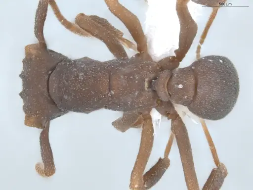 Cyphomyrmex laevigatus specimen ECOFOG-MAI19-0054-03 image ecofog-mai19-0054-03_1