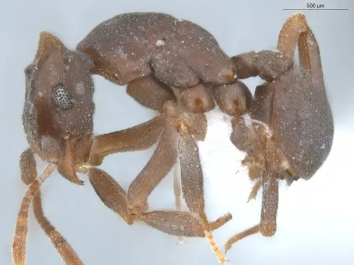 Cyphomyrmex laevigatus specimen ECOFOG-MAI19-0054-03 image ecofog-mai19-0054-03_3
