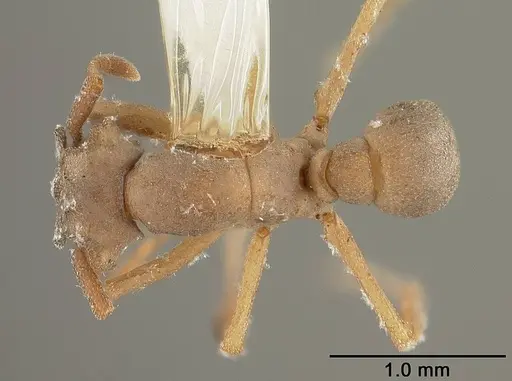 Cyphomyrmex laevigatus specimen USNMENT00441781 image usnment00441781_1