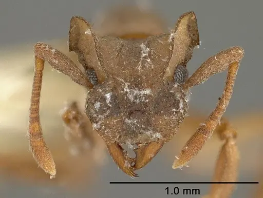 Cyphomyrmex laevigatus specimen USNMENT00441781 image usnment00441781_2