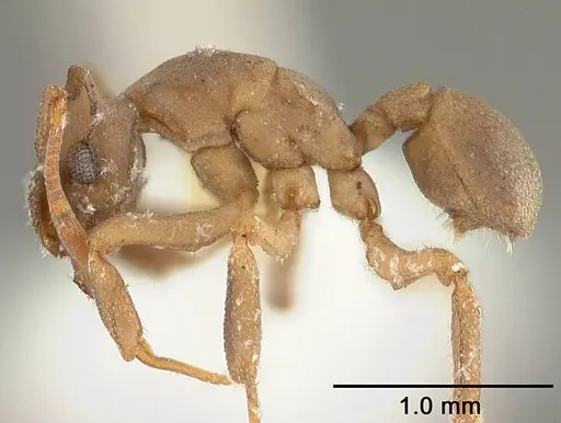Cyphomyrmex laevigatus specimen USNMENT00441781 image usnment00441781_3