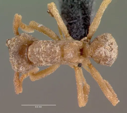 Cyphomyrmex longiscapus specimen CASENT0039722 image casent0039722_1