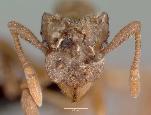 Cyphomyrmex longiscapus specimen CASENT0039722 image casent0039722_2
