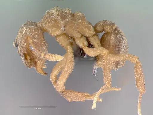 Cyphomyrmex longiscapus specimen CASENT0039722 image casent0039722_3