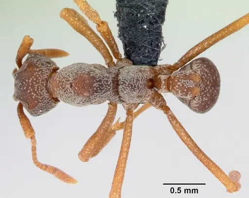 Cyphomyrmex longiscapus specimen CASENT0052777 image casent0052777_1