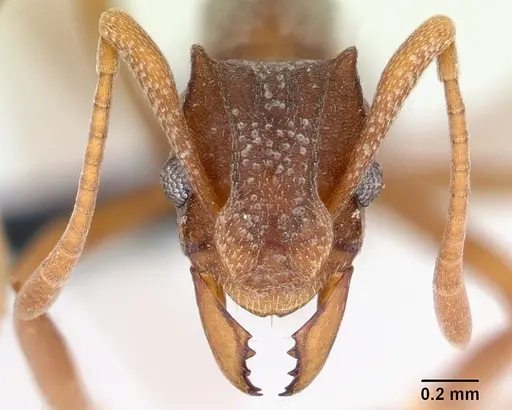 Cyphomyrmex longiscapus specimen CASENT0052777 image casent0052777_2