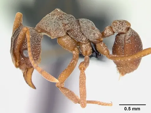 Cyphomyrmex longiscapus specimen CASENT0052777 image casent0052777_3